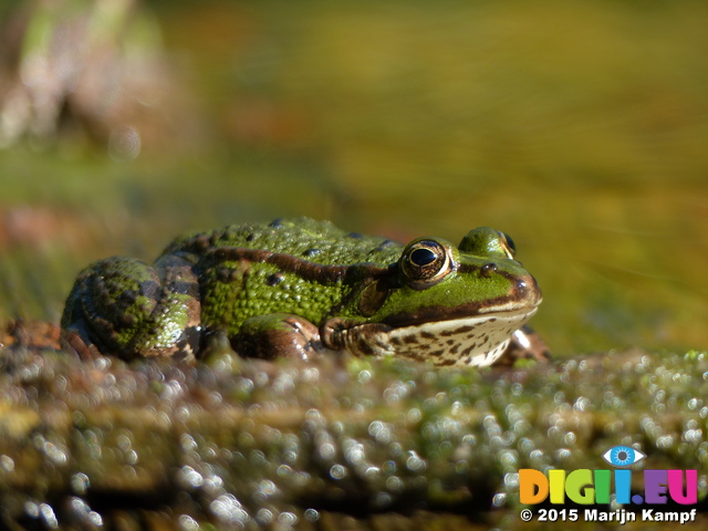 FZ019930 Marsh frogs (Pelophylax ridibundus)